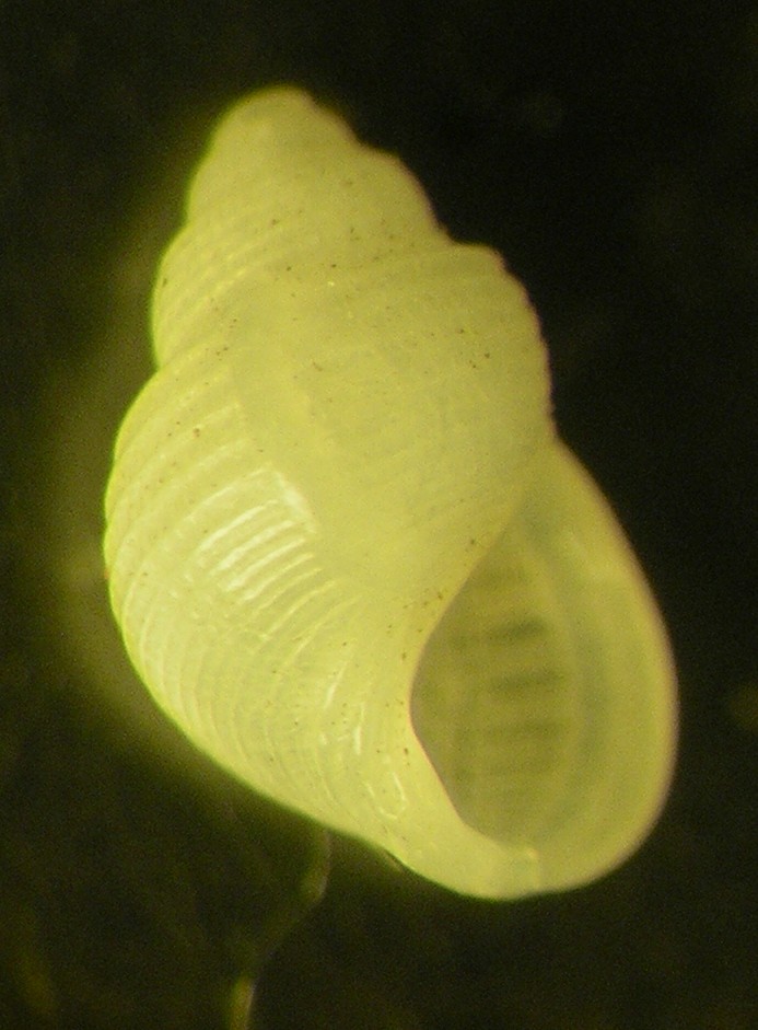 Alvania carinata